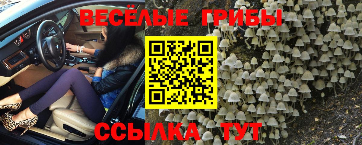 Галлюциногенные грибы Psilocybe Янаул